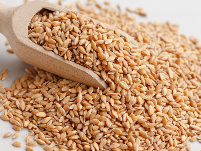 Farro Monococco
